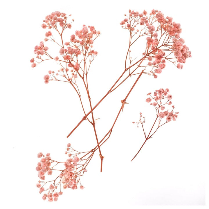 Gypsophila Light Pink / 4 Stems, 20 cm