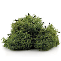 Iceland Moss 12 g | various colors - image 1