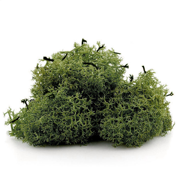 Iceland Moss 12 g | various colors - image 2