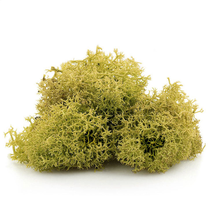 Iceland Moss 12 g | various colors - image 3