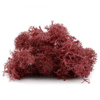 Iceland Moss 12 g | various colors - image 4
