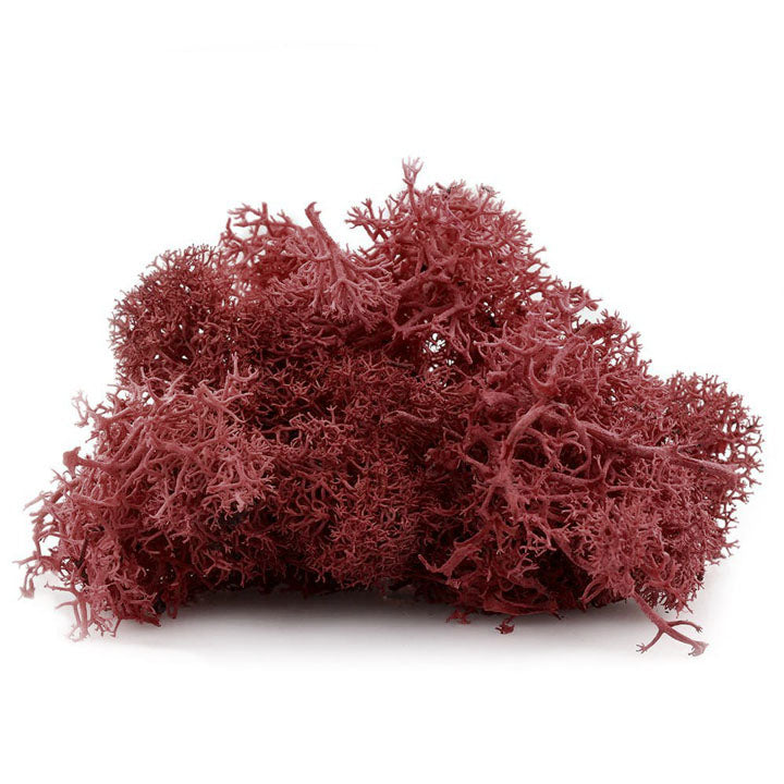 Iceland Moss 12 g | various colors - image 4