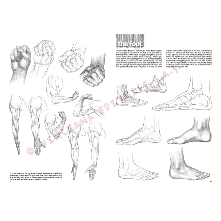 Leonardo Collection 03 Drawing Basics — image 6