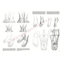 Leonardo Collection 03 Drawing Basics — image 1