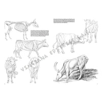 Leonardo Collection 13 Animals — image 1