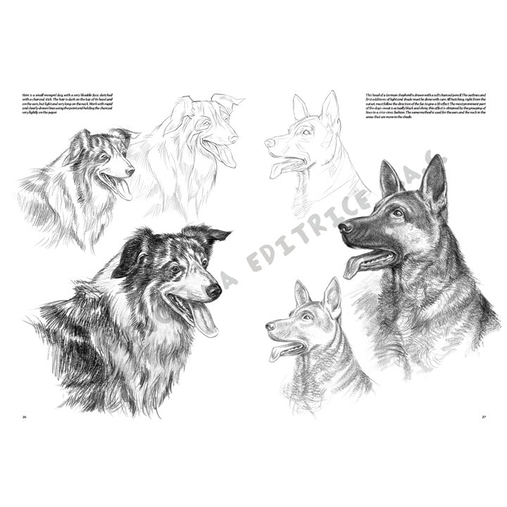 Leonardo Collection 13 Animals — image 5