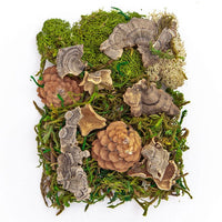 Mix of Moss and Natural Elements 30 g