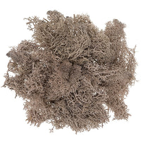 Natural Reindeer Moss 30 g | various shades — image 3