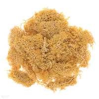 Natural Reindeer Moss 30 g | various shades — image 4