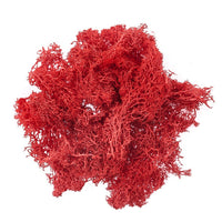 Natural Reindeer Moss 30 g | various shades — image 7