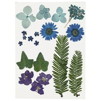 Pressed Flowers and Leaves | various variants - image 3