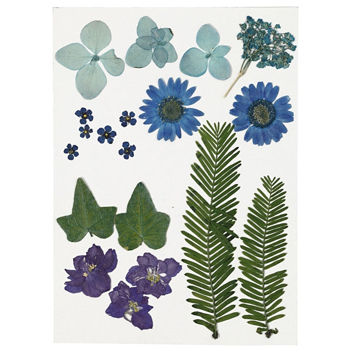 Pressed Flowers and Leaves | various variants - image 3