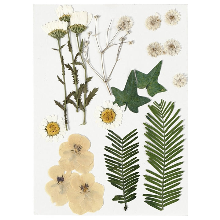 Pressed Flowers and Leaves | various variants - image 4