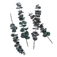 Stabilized Eucalyptus Baby Blue / 4 Stems, Green, 20 cm, image 1