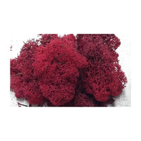 Stabilized Icelandic Moss 500 g | various colors, image 2